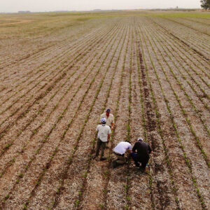 INTENT in South American Fields Checking Crop Emergence